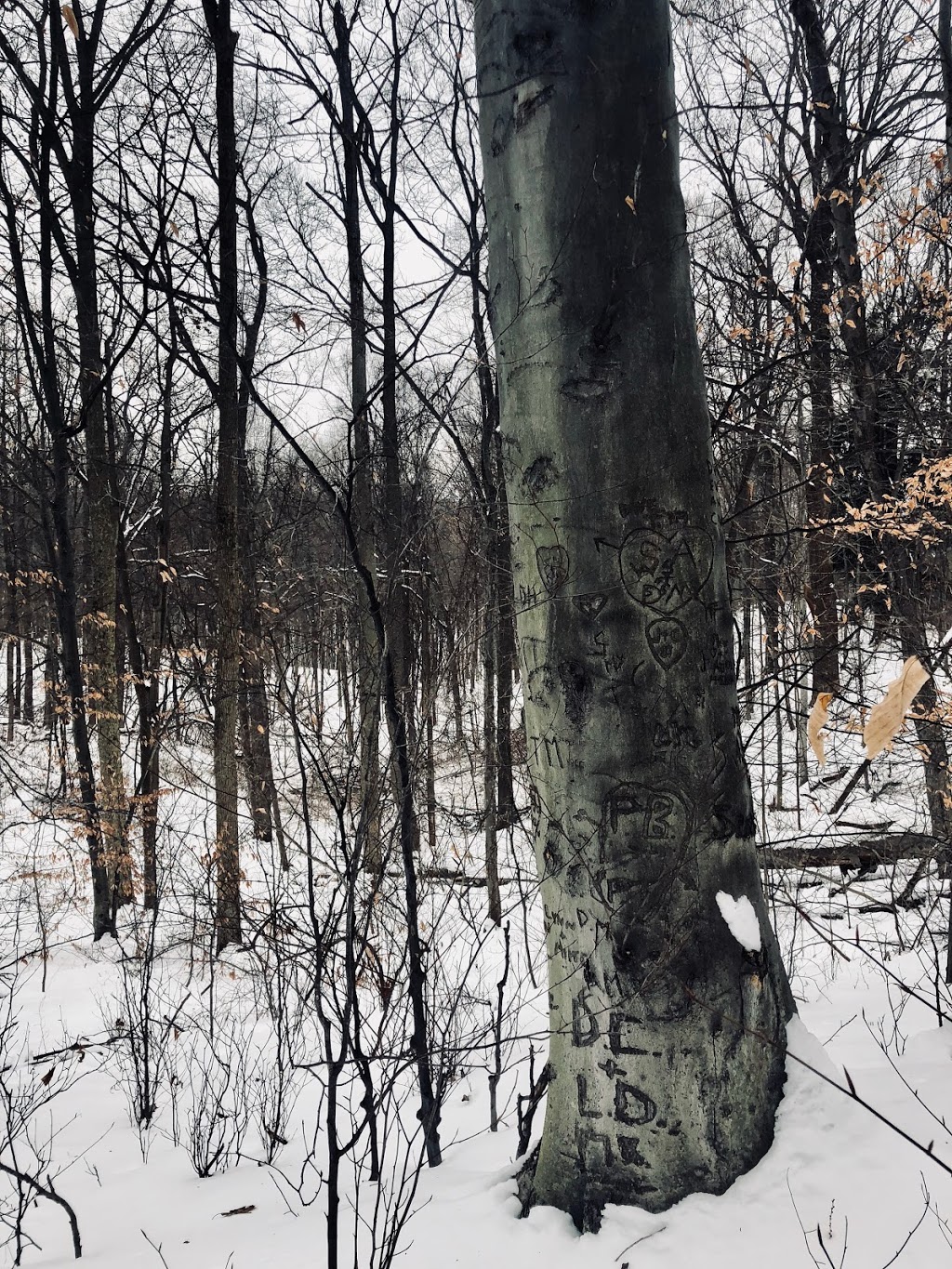 Saint Johns Conservation Area | 3101 Barron Rd, Fonthill, ON L0S 1E6, Canada | Phone: (905) 788-3135