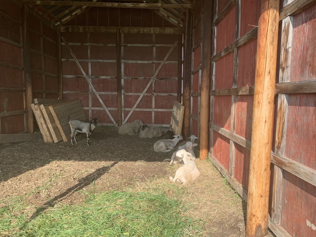 Ashiq Family Goat farm | point of interest | 55503 AB-777, Alberta T0E 1V0, Canada | 7802194398 OR +1 780-219-4398