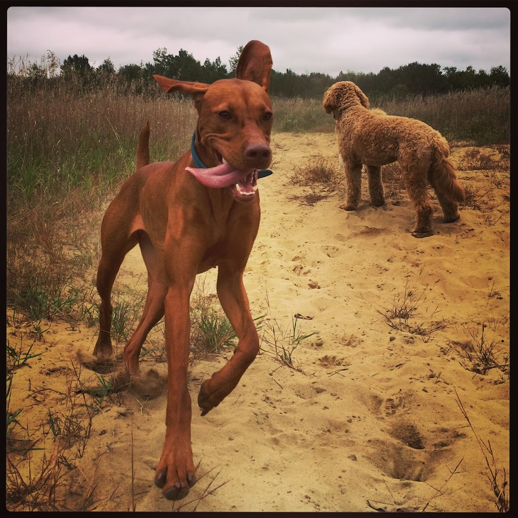 Dogawalk Training | 106 Constance Creek Dr, Dunrobin, ON K0A 1T0, Canada | Phone: (613) 416-8676