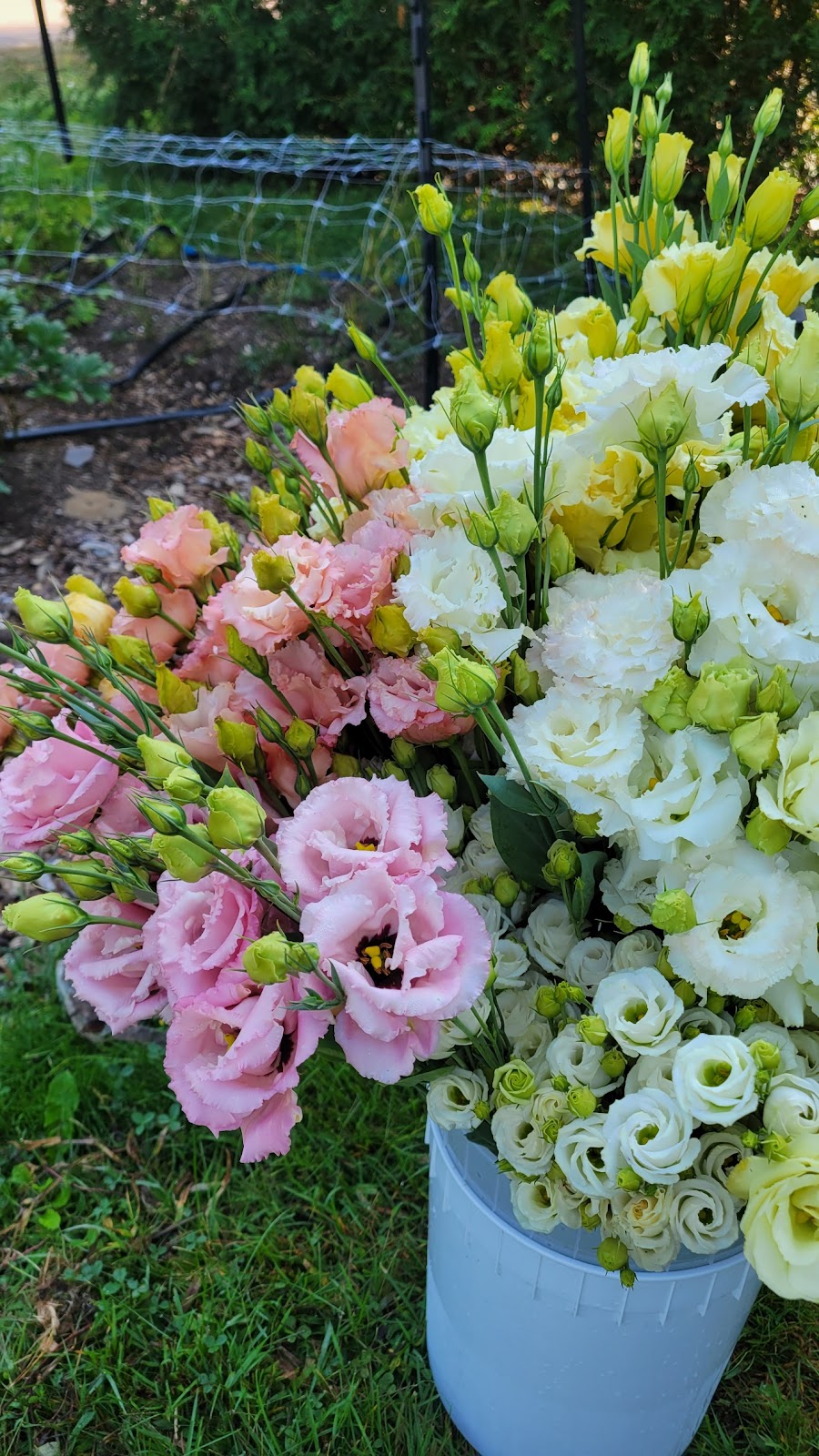 re.Planted Farm & Florals | 36 Wolfe Ave, Deep River, ON K0J 1P0, Canada | Phone: (343) 303-5455