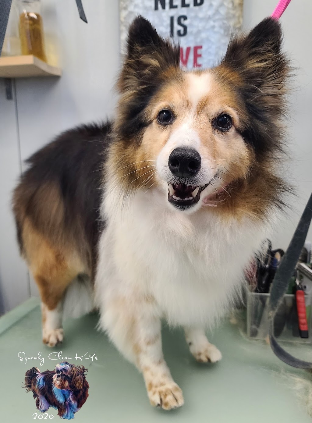 Squeaky Clean K-9s ~ Certified Dog Groomer | 117 Centre St S Bay 3, Sundre, AB T0M 1X0, Canada | Phone: (780) 898-1353