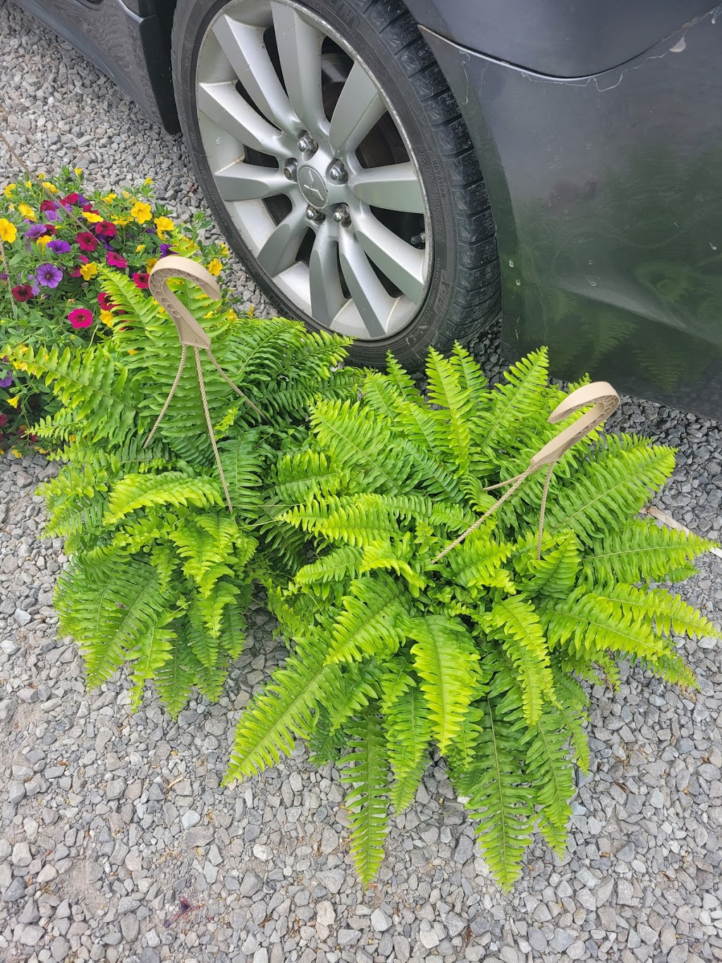 Green Acres Greenhouses | ON-3, Wainfleet, ON L0S 1V0, Canada | Phone: (905) 899-1201
