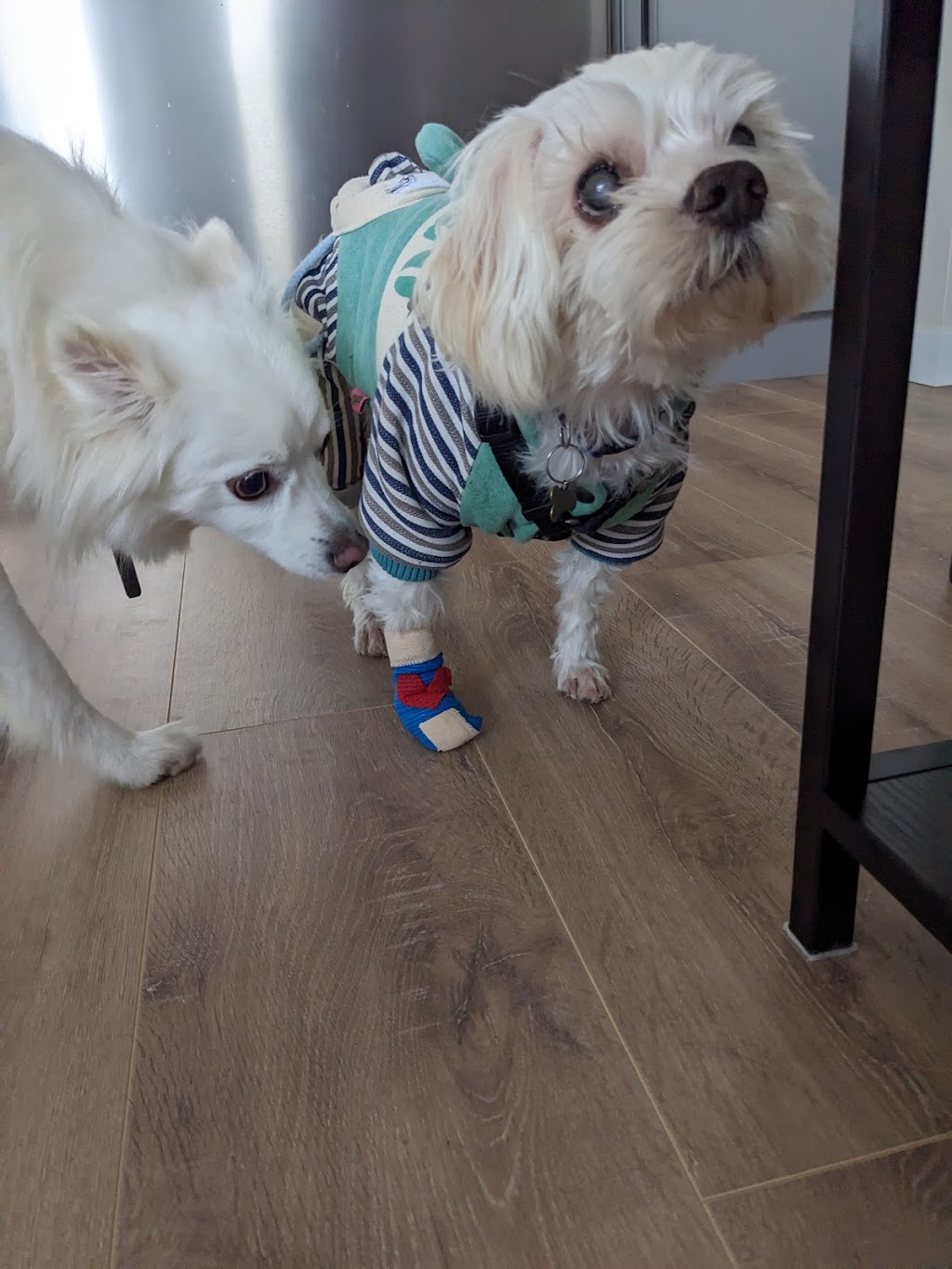 WestVets Animal Hospital | 876 Heritage Blvd W Unit 150, Lethbridge, AB T1K 8G1, Canada | Phone: (587) 425-6733