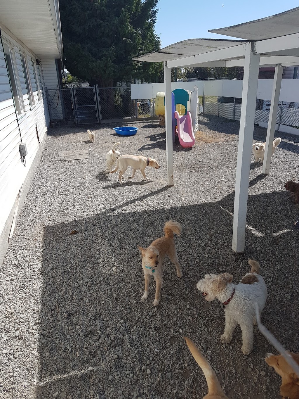 BC Canine Training Centre | 13800 No. 3 Rd, Richmond, BC V7A 1X6, Canada | Phone: (604) 370-3647