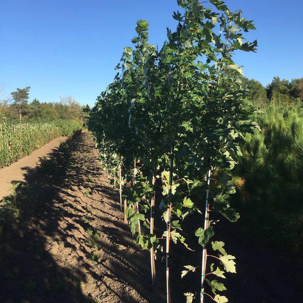 Everest Nurseries (Wholesale only at this location) | 470 Bruce County Rd 8, Wiarton, ON N0H 2T0, Canada | Phone: (519) 935-3186