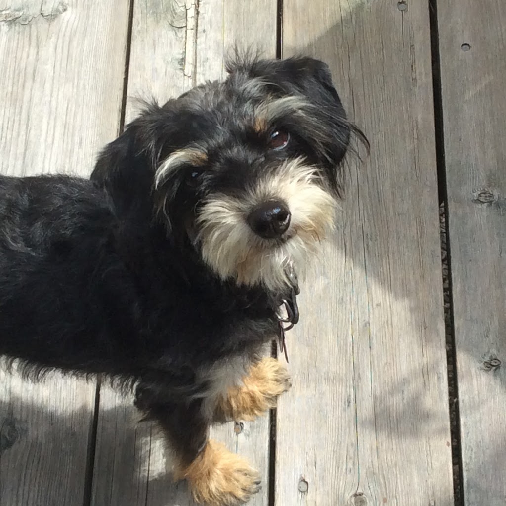 West Brant Animal Hospital | 693 Colborne St W, Brantford, ON N3T 0L8, Canada | Phone: (519) 756-9998