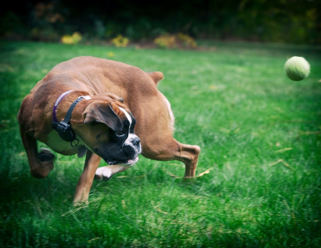 Perfect Dog For Life Off Leash K9 Training | 2092 Foreman Rd RR6, Cambridge, ON N1R 5S7, Canada | Phone: (519) 222-8686