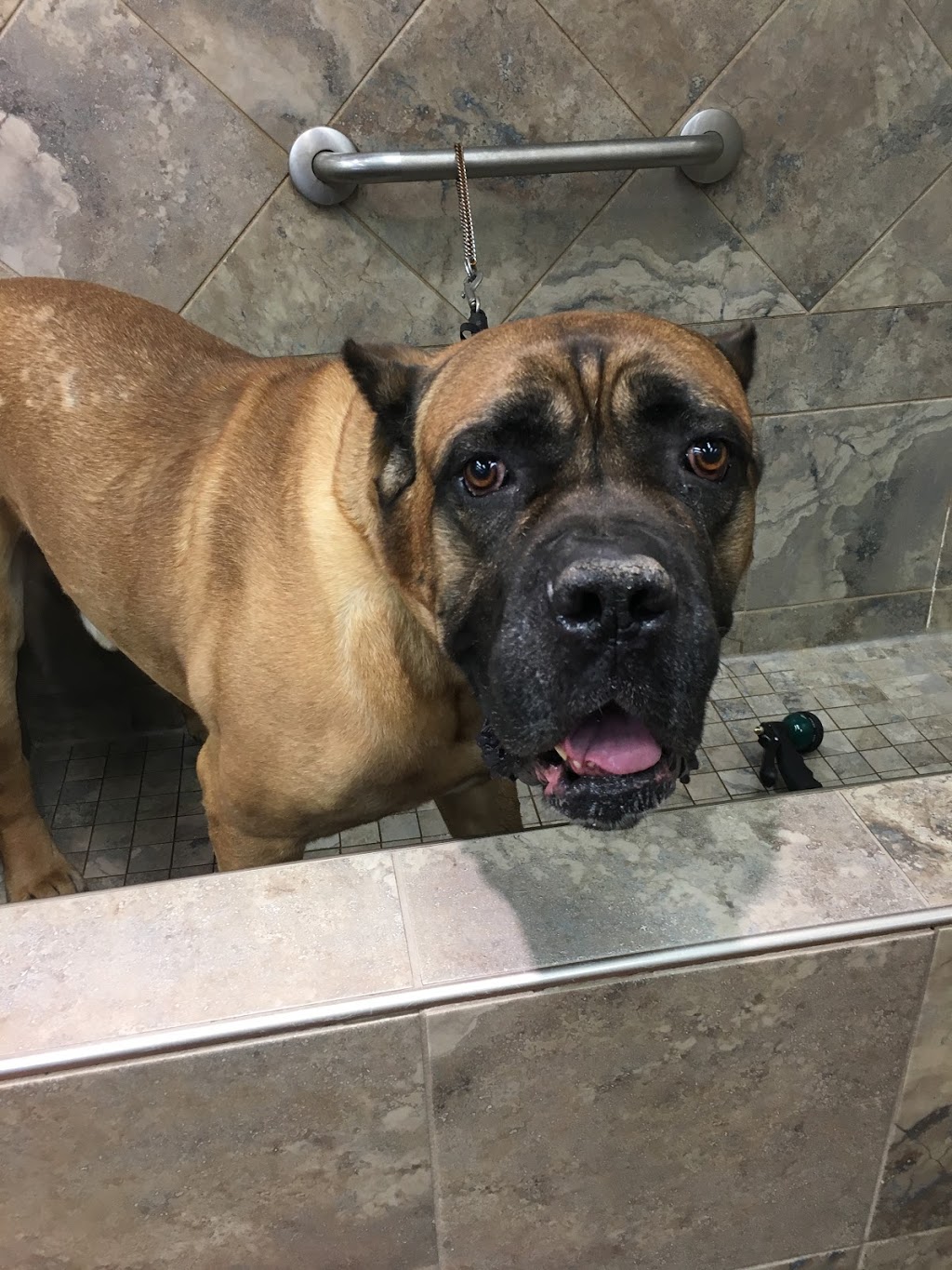 Pet Valu | 1380 London Rd, Sarnia, ON N7S 1P8, Canada | Phone: (519) 541-0468