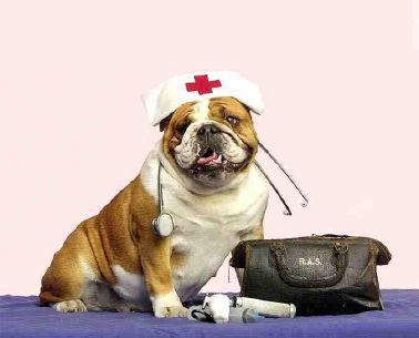 Walnut Grove Animal Hospital | 20995 88 Ave #101A, Langley City, BC V1M 2C9, Canada | Phone: (604) 888-2628