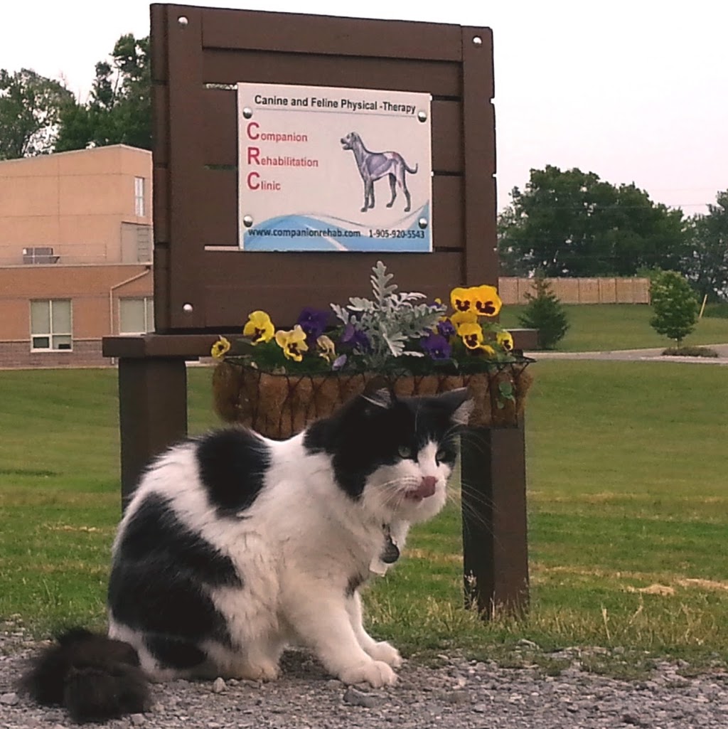 Companion Rehabilitation Clinic (By Appointment only) | 646 ON-6, Caledonia, ON N3W 1M6, Canada | Phone: (905) 920-5543