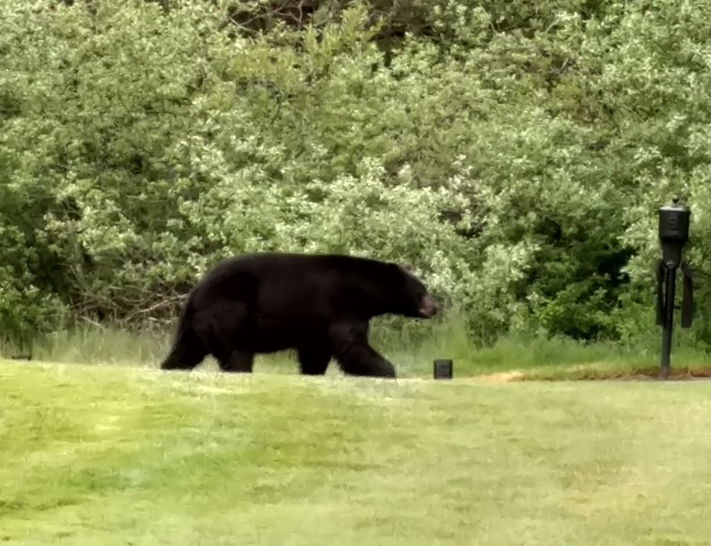 Nicklaus North Golf Course | 8080 Nicklaus N Blvd, Whistler, BC V0N 1B0, Canada | Phone: (604) 938-9898