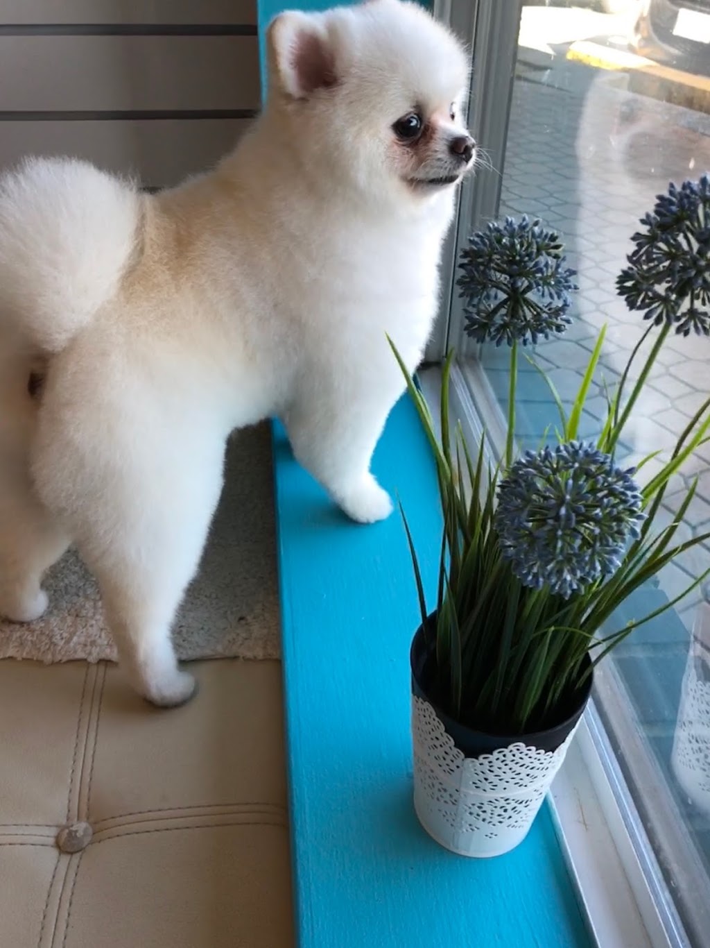 Suds n Scissors - Dog Grooming Studio | 931 Brunette Ave Unit G, Coquitlam, BC V3K 6T5, Canada | Phone: (604) 525-7387
