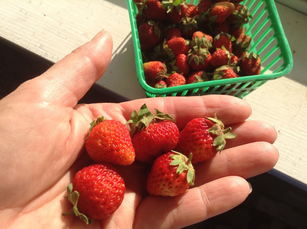 High Spirits Farm | 1 Pacific St, Pontypool, ON L0A 1K0, Canada | Phone: (705) 277-2718
