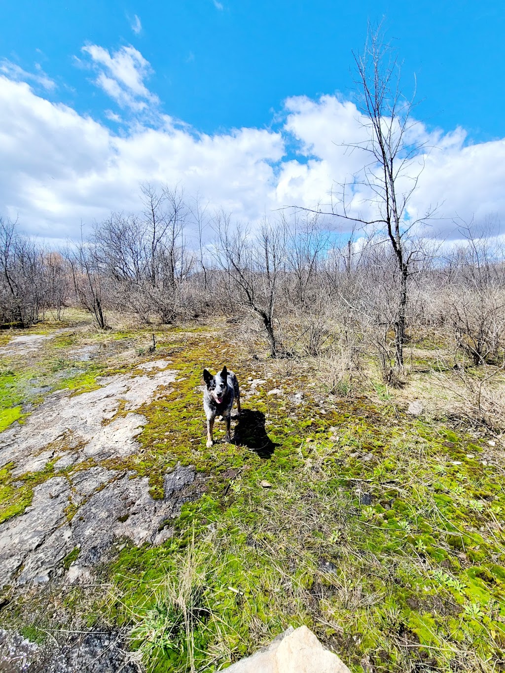Bosco Camp | 663 Bd du Bord de lEau, Salaberry-de-Valleyfield, QC J6S 0B5, Canada | Phone: (450) 371-6825