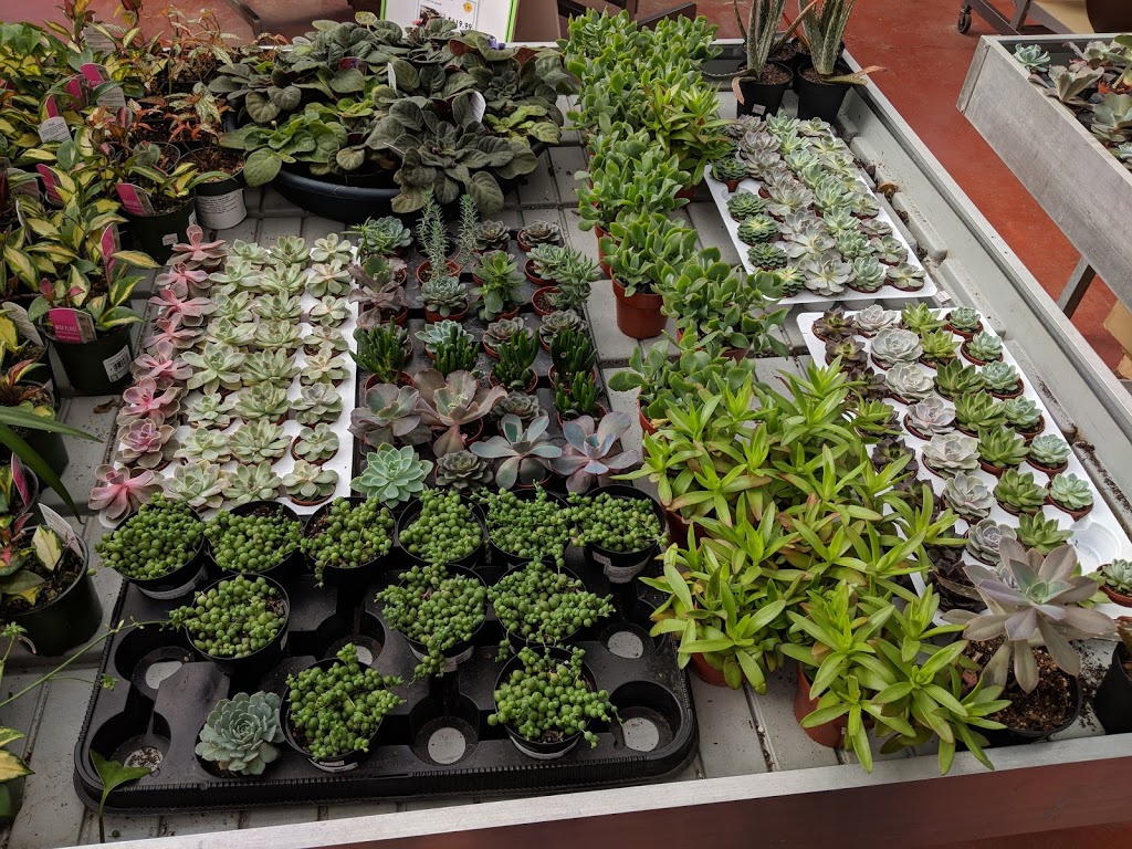 Homestead Nurseryland & Florist | 31888 Marshall Rd, Abbotsford, BC V2T 5Z9, Canada | Phone: (604) 854-6601