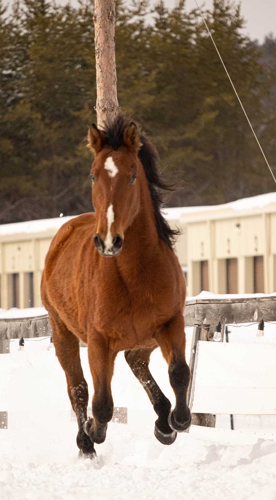 Equestrian Center Deserto | 117 Chem. Baskatong, La Vallée-de-la-Gatineau, QC J0W 1E0, Canada | Phone: (819) 660-9039