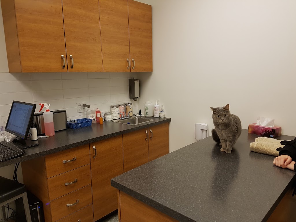 Clinique Vétérinaire Donnacona | 439 QC-138, Donnacona, QC G3M 0A9, Canada | Phone: (418) 285-0473