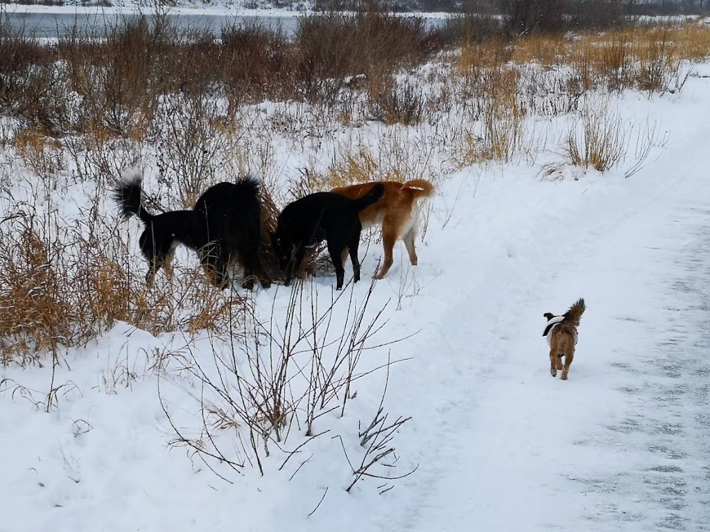 The Jogging Dog | 14 W McGonigle Pl, Cochrane, AB T4C 1L4, Canada | Phone: (403) 389-7737