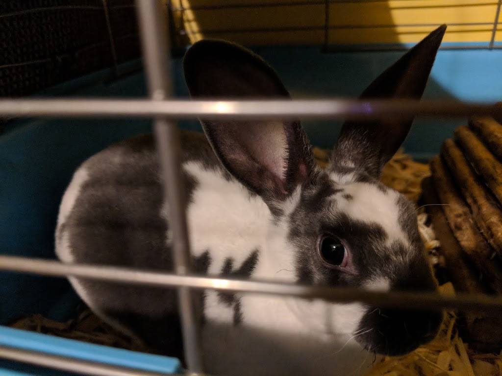 ANG Pets | 2555 Erin Centre Blvd, Mississauga, ON L5M 5H1, Canada | Phone: (905) 542-4533