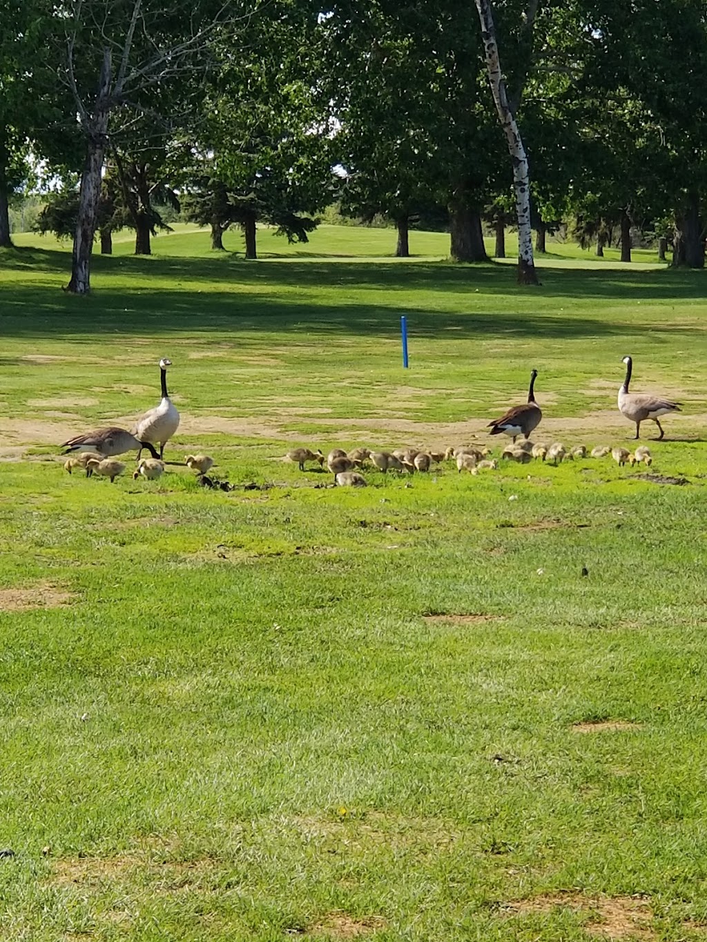 Montgomery Glen Golf & Country Club | Township Rd 464 Alberta 13, AB-2A, Wetaskiwin, AB T9A 2G2, Canada | Phone: (780) 352-5342