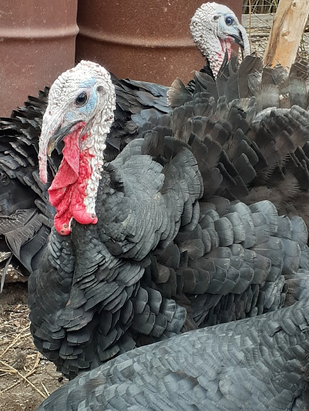 Howling Hound Farms | 6300 Walker Road, County Rd 11, Harrow, ON N0R 1G0, Canada | Phone: (519) 991-3195
