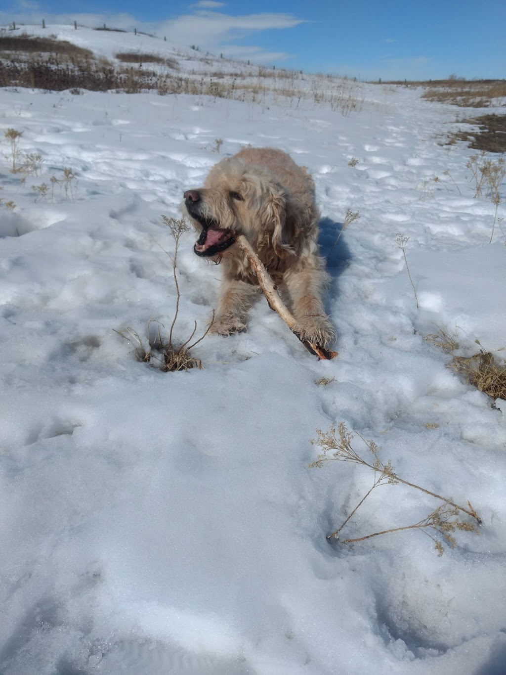 West Nose Creek Park | 300 Beddington Blvd NE, Calgary, AB T3K, Canada