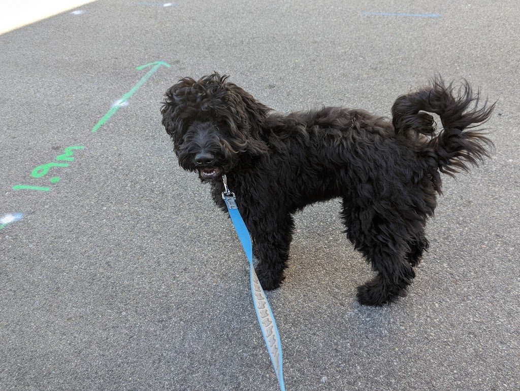 Doggie Care Services | 7059 Victoria Dr, Vancouver, BC V5P 3Y9, Canada | Phone: (236) 889-1026