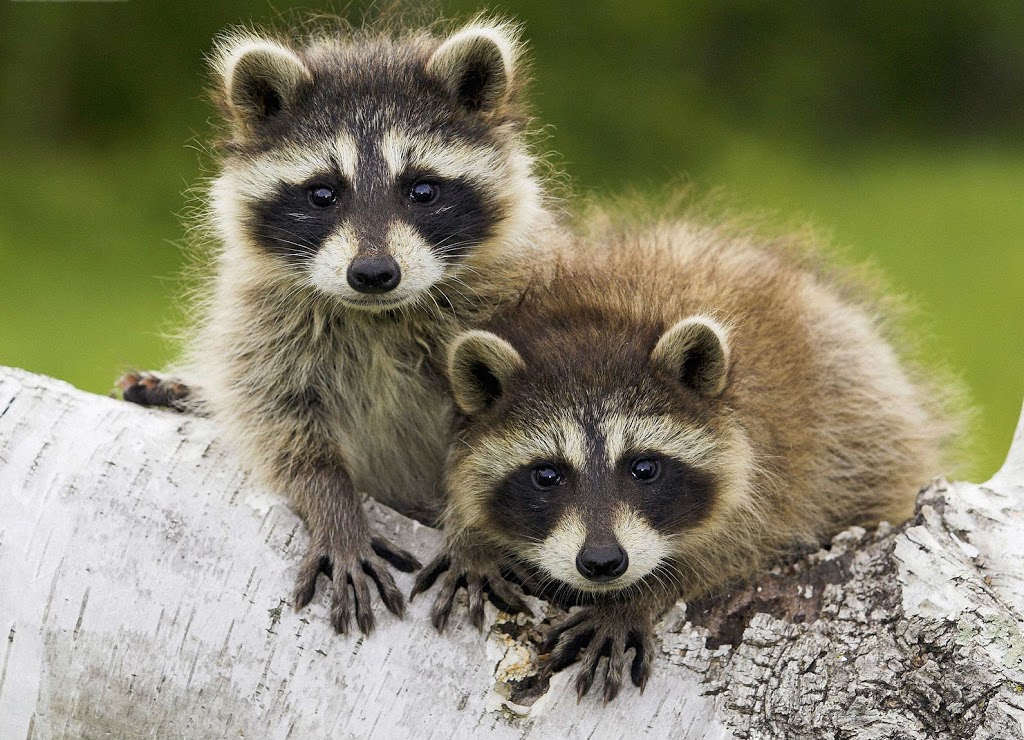 NICE PEST CONTROL | 49 Miramar St, Brampton, ON L6R 2S6, Canada | Phone: (416) 995-9877