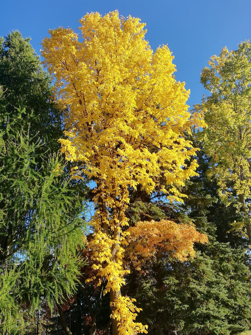 Laurier Heights Park | 8207 144 St NW, Edmonton, AB T5R 0R3, Canada