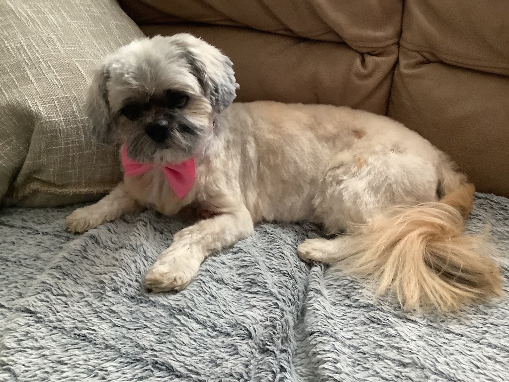 Andreas Pet Salon | 38 Bay St, Barrys Bay, ON K0J 1B0, Canada | Phone: (613) 602-6599