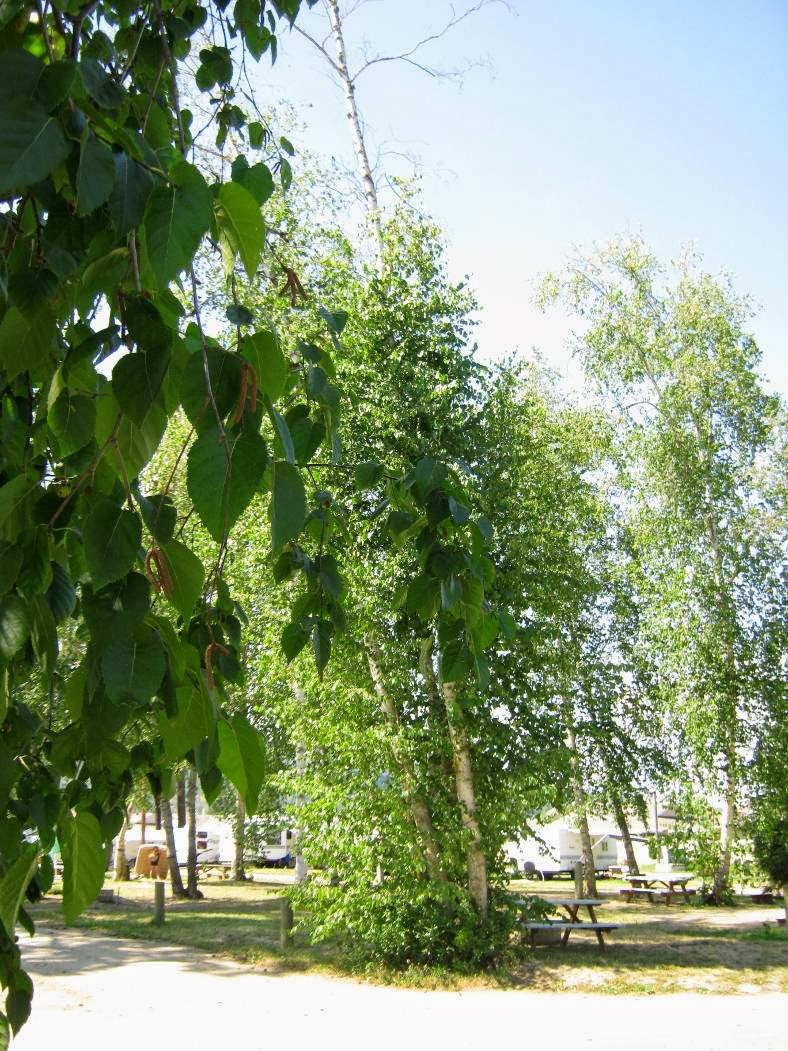 Riverside RV Park | 112 Kildonan Ave, Enderby, BC V0E 1V2, Canada | Phone: (250) 838-0155