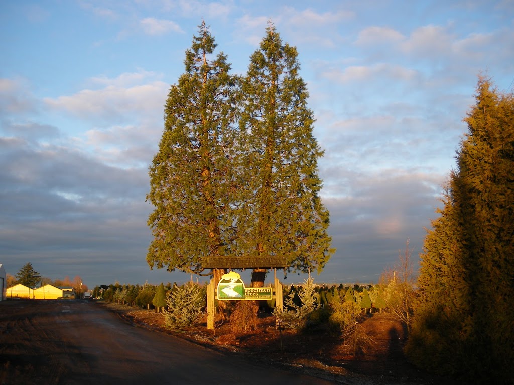 Specimen Trees Wholesale Nurseries Ltd | 18598 Advent Rd, Pitt Meadows, BC V3Y 2G8, Canada | Phone: (604) 465-7122