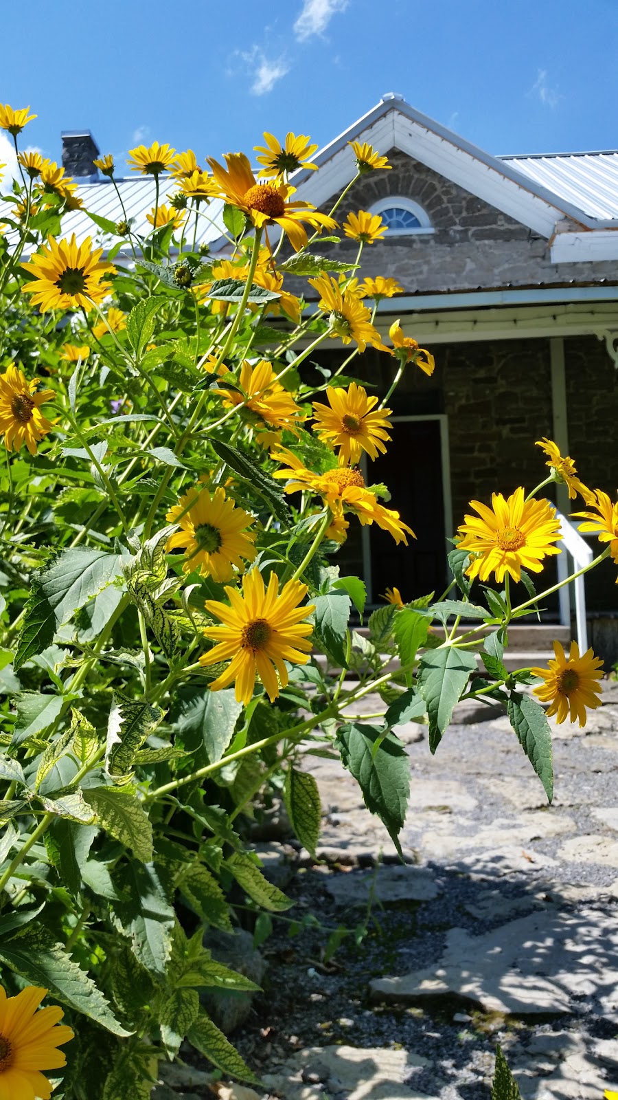 Stanleys Olde Maple Lane Farm | 2452 Yorks Corners Rd, Edwards, ON K0A 1V0, Canada | Phone: (613) 821-2751