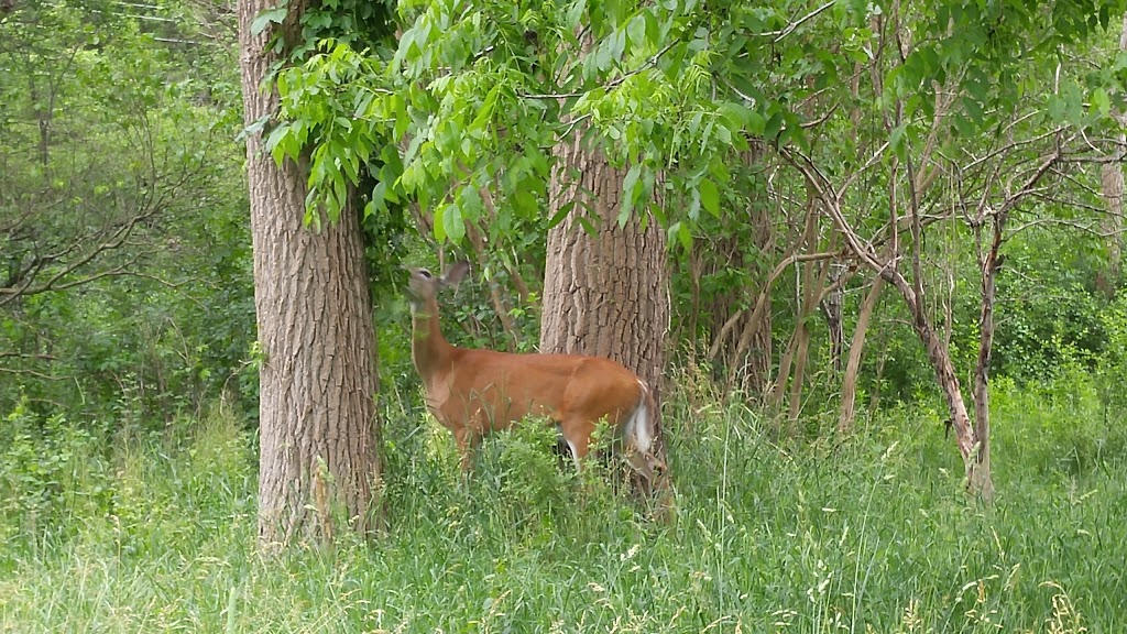 Hyde Park Woods | 500 Hyde Park Rd, London, ON N6H 2Z9, Canada | Phone: (519) 661-5575