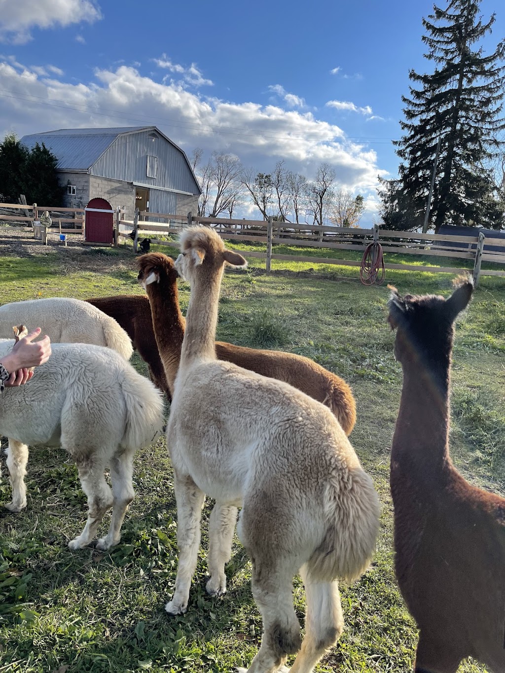 Jolly Zee Alpacas | 18692 Hurontario St, Caledon Village, ON L7K 0Y1, Canada | Phone: (905) 805-4356