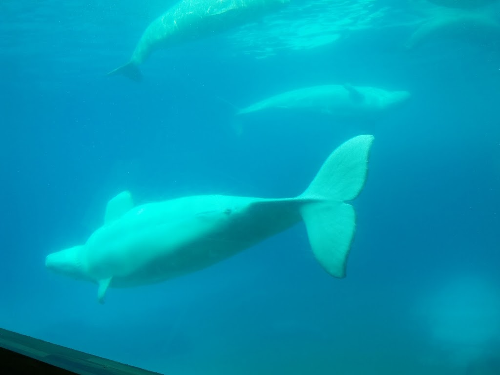Friendship Cove | Marineland, 7657 Portage Road, Niagara Falls, ON L2E 6X8, Canada | Phone: (905) 356-9565