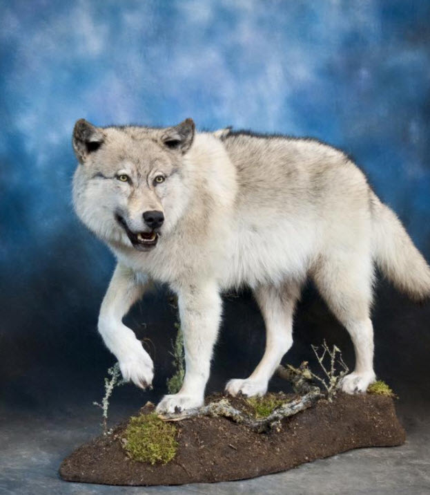 Alberta Taxidermy Studios Ltd | 4995 Centre Ave, New Sarepta, AB T0B 3M0, Canada | Phone: (780) 941-3800