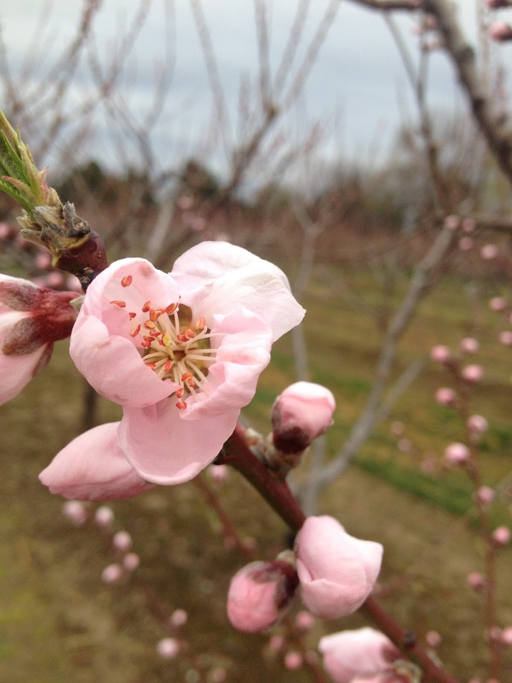 Pineview Orchards | 4198 Jordan Rd, Jordan Station, ON L0R 1S0, Canada | Phone: (289) 968-5068