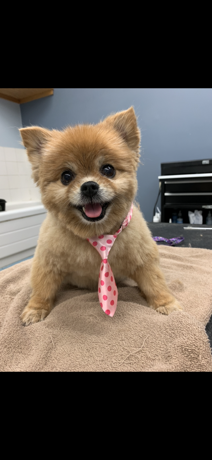 Wags Grooming Salon | 6 Beatrice Ln, Barrie, ON L4M 7H2, Canada | Phone: (613) 242-8100