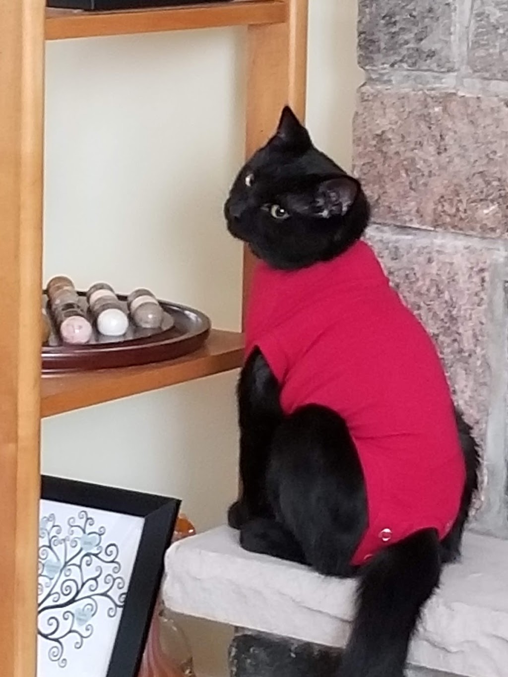 Norwood Veterinary Services | 4248 Hwy 7, Norwood, ON K0L 2V0, Canada | Phone: (705) 639-2333