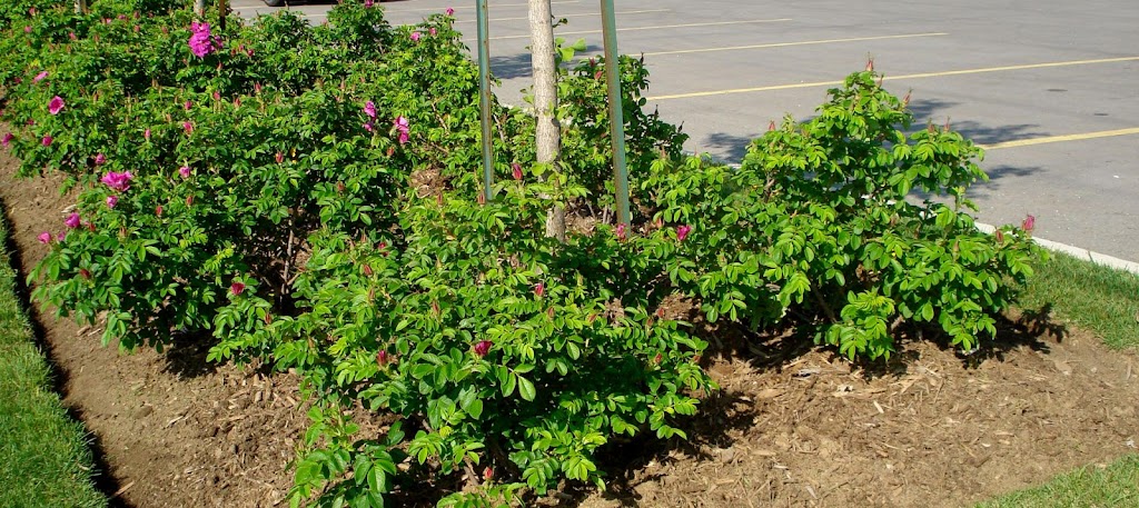 SDM Landscaping and Snow Removal | 7380 Jaysnest Rd, Mississauga, ON L5N 8J1, Canada | Phone: (647) 701-5190
