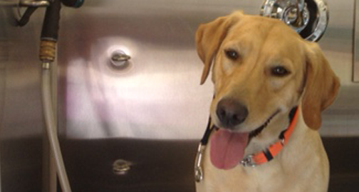 Jenny and Paws Mobile Grooming Spa | Broad Valley, MB R0C 0K0, Canada | Phone: (204) 739-6429