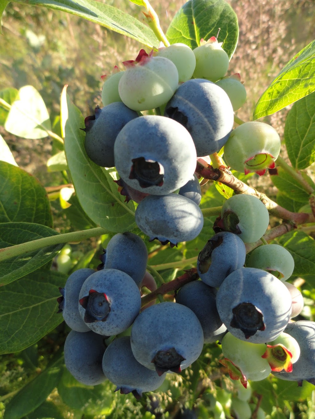 Pacific Northwest Berries and Bees | 13046 210 St, Maple Ridge, BC V4R 2R9, Canada | Phone: (778) 869-5885