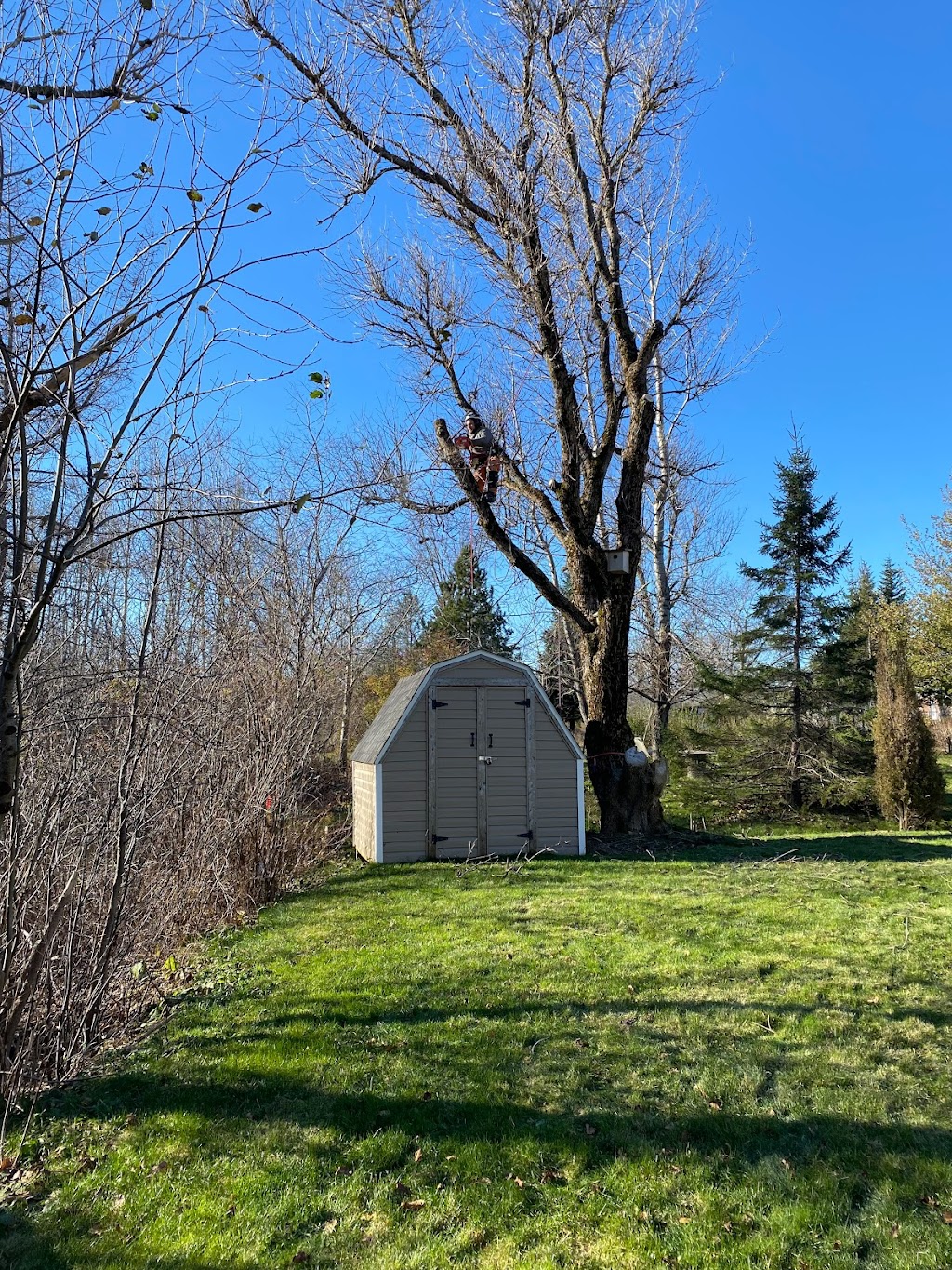 Aspotogan Tree Service | 345 Clayton Dr, Hubbards, NS B0J 1T0, Canada | Phone: (902) 212-2923