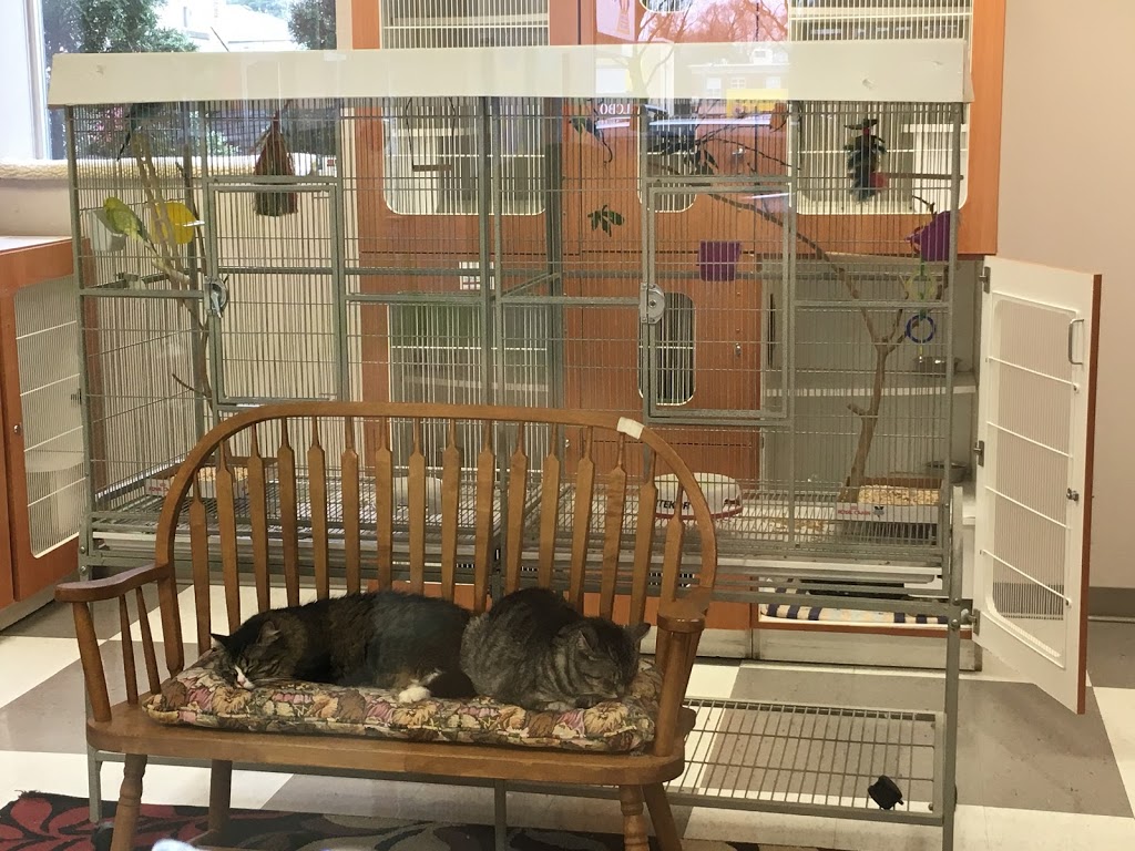 Guelph Cat Clinic | 15 Surrey St W #4, Guelph, ON N1H 3R3, Canada | Phone: (519) 821-2287