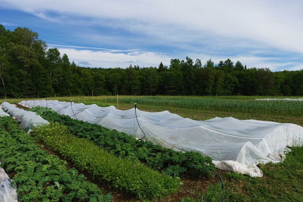 Jardin cent pépins | 542 Montée Fortier, Mont-Tremblant, QC J8E 2E5, Canada | Phone: (819) 341-6380