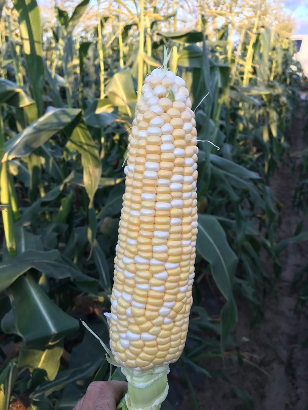 KOZICKI PRODUCE | 1151 Conc. 5 Townsend, Waterford, ON N0E 1Y0, Canada | Phone: (226) 931-0212