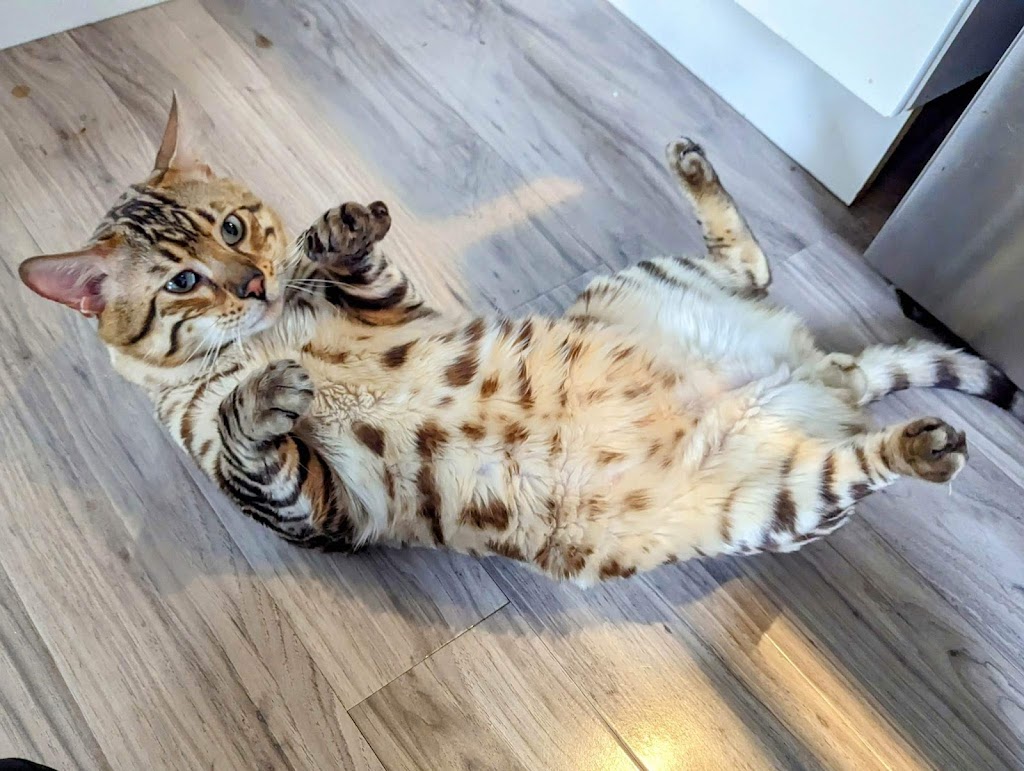 Belle Bengals | 15 Pringle Dr, Belleville, ON K8P 2L2, Canada | Phone: (613) 243-2408