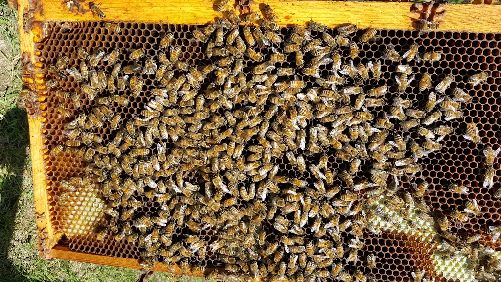 Pleasant Valley Honey Producers LTD | 272072 AB-13, Falun, AB T9A 1W8, Canada | Phone: (780) 352-2266