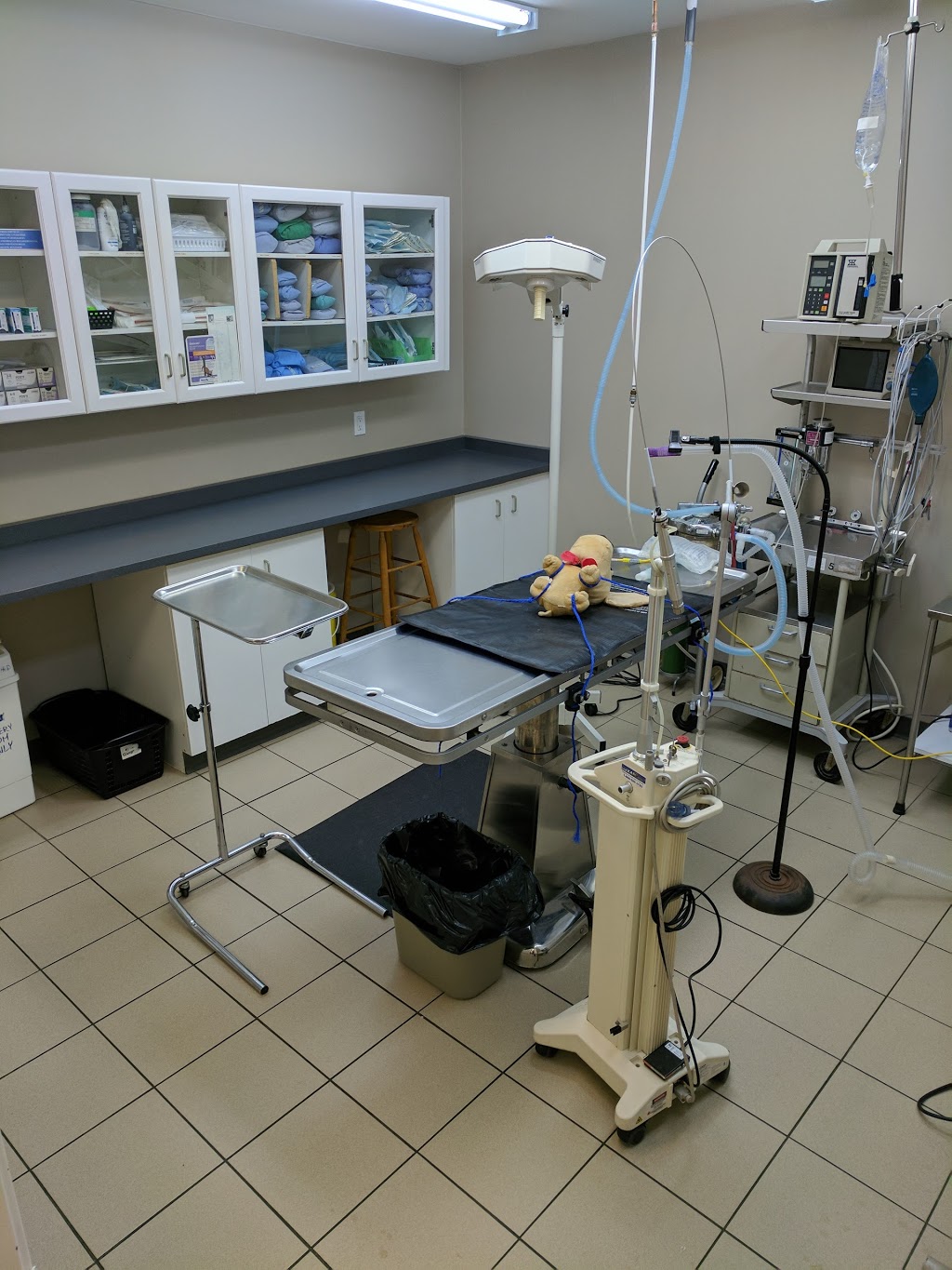 Bayview Hill Animal Hospital | 9912 Bayview Ave, Richmond Hill, ON L4C 2L3, Canada | Phone: (905) 508-1991
